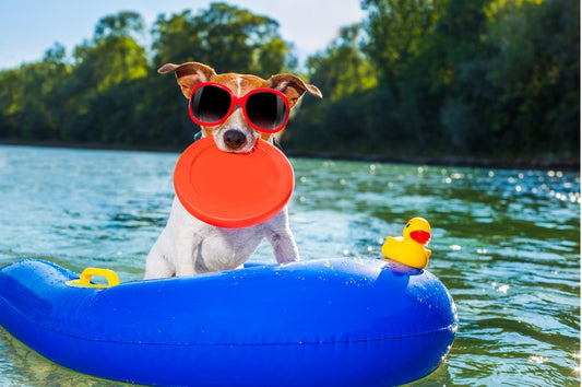 How to Help Your Pet Survive the Summer