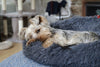 Should Dogs Have Hard or Soft Beds?