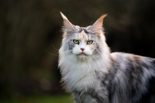 Adopting a Maine Coon Cat: What You Should Know