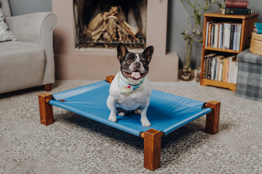 elevated dog bed